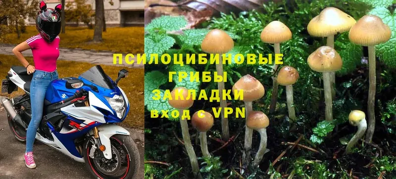 закладка  Калининск  Псилоцибиновые грибы MAGIC MUSHROOMS 